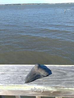 5 1/8'' Megalodon Shark Tooth Rare Black Fossil Quality Large. No Repairs