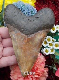 5.1 inch? SUMMERVILLE MEGALODON MEG SHARK TOOTH mega