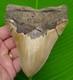 5.20 Megalodon Shark Tooth Real Fossil No Restorations Sharks Teeth