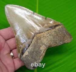5.20 MEGALODON SHARK TOOTH Real Fossil No Restorations Sharks Teeth