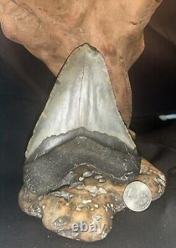 5.21 Inch Real Megalodon Shark Tooth Big Fossil Genuine Prehistoric Meg Teeth