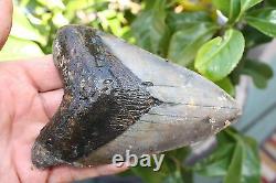 5.21 Large Megalodon Shark Tooth Fossil