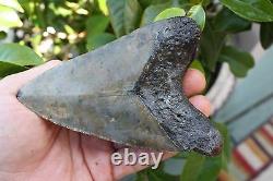 5.21 Large Megalodon Shark Tooth Fossil