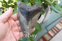 5.21 Large Megalodon Shark Tooth Fossil