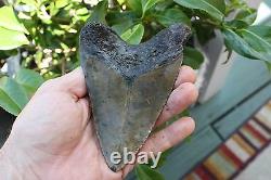 5.21 Large Megalodon Shark Tooth Fossil