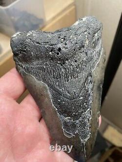 5.22 Fossil Megalodon Shark Tooth. Prehistoric Ocean Teeth Authentic No Repair