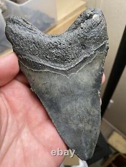 5.22 Fossil Megalodon Shark Tooth. Prehistoric Ocean Teeth Authentic No Repair