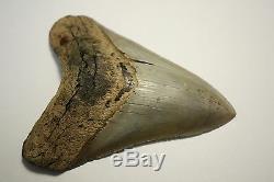 5.22 Large Megalodon Shark Tooth Fossil