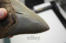 5.22 Large Megalodon Shark Tooth Fossil