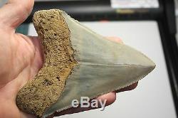 5.22 Large Megalodon Shark Tooth Fossil