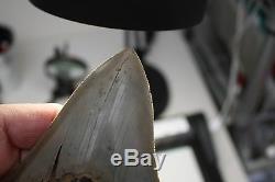 5.22 Large Megalodon Shark Tooth Fossil