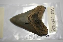 5.22 Large Megalodon Shark Tooth Fossil