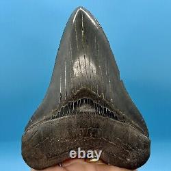 5.22 Megalodon Shark Tooth High Quality Tooth No Restoration or Repair