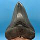 5.22 Megalodon Shark Tooth High Quality Tooth No Restoration Or Repair