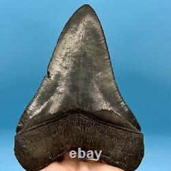 5.22 Megalodon Shark Tooth High Quality Tooth No Restoration or Repair