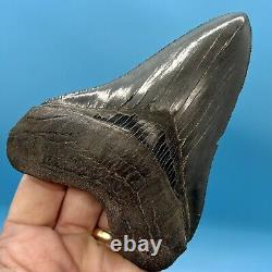 5.22 Megalodon Shark Tooth High Quality Tooth No Restoration or Repair