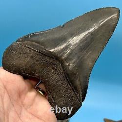 5.22 Megalodon Shark Tooth High Quality Tooth No Restoration or Repair