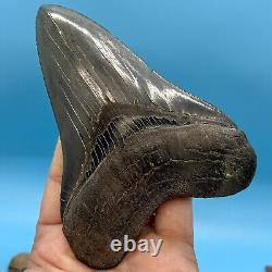 5.22 Megalodon Shark Tooth High Quality Tooth No Restoration or Repair