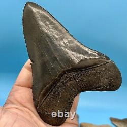 5.22 Megalodon Shark Tooth High Quality Tooth No Restoration or Repair