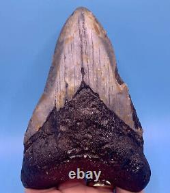 5.23 Huge Megalodon Shark Tooth Massive Meg- No Restoration or Repair