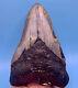 5.23 Huge Megalodon Shark Tooth Massive Meg- No Restoration Or Repair