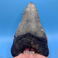 5.23 Huge Megalodon Shark Tooth Massive Meg- No Restoration or Repair
