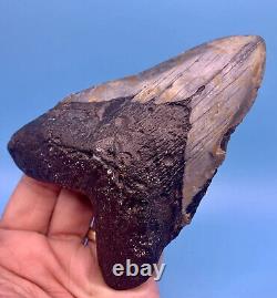 5.23 Huge Megalodon Shark Tooth Massive Meg- No Restoration or Repair