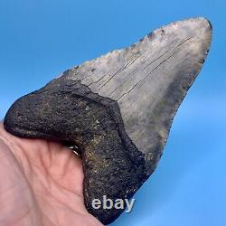 5.23 Huge Megalodon Shark Tooth Massive Meg- No Restoration or Repair