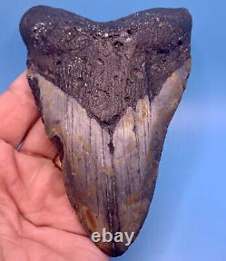 5.23 Huge Megalodon Shark Tooth Massive Meg- No Restoration or Repair