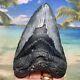 5.23 Megalodon Fossil Shark Tooth Natural Fossil No Restoration Or Repair