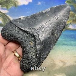 5.23 Megalodon Fossil Shark Tooth Natural Fossil No Restoration or Repair