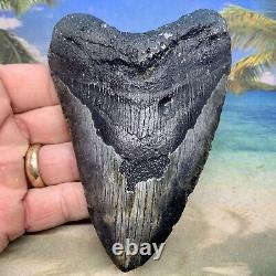 5.23 Megalodon Fossil Shark Tooth Natural Fossil No Restoration or Repair
