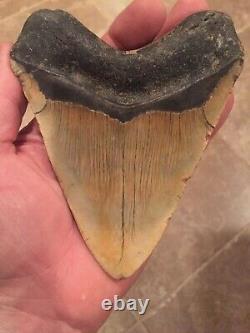 5.23 Megalodon Shark Tooth Fossil