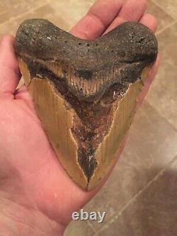 5.23 Megalodon Shark Tooth Fossil