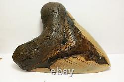 5.23 Megalodon Shark Tooth Fossil