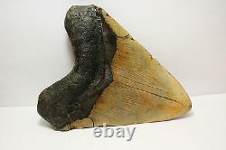 5.23 Megalodon Shark Tooth Fossil