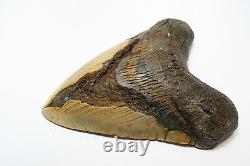 5.23 Megalodon Shark Tooth Fossil