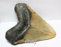 5.23 Megalodon Shark Tooth Fossil