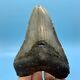 5.24 Megalodon Shark Tooth Beautiful Huge Fossil No Restoration Or Repair