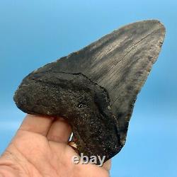 5.24 Megalodon Shark Tooth Beautiful Huge Fossil No Restoration or Repair