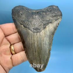 5.24 Megalodon Shark Tooth Beautiful Huge Fossil No Restoration or Repair