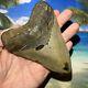 5.25 Giant Megalodon Shark Tooth-no Restoration Or Repair-massive Thick Tooth