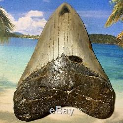 5.25 Giant Megalodon Shark Tooth-No Restoration or Repair-Massive Thick Tooth
