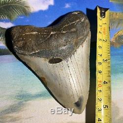 5.25 Giant Megalodon Shark Tooth-No Restoration or Repair-Massive Thick Tooth