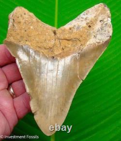 5.25 MEGALODON SHARK TOOTH Real Fossil SERRATED Light Colored NO Restoration