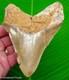 5.25 Megalodon Shark Tooth Real Fossil Serrated Light Colored No Restoration