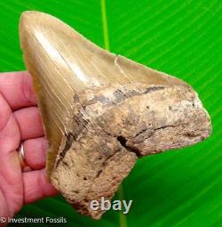 5.25 MEGALODON SHARK TOOTH Real Fossil SERRATED Light Colored NO Restoration