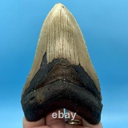 5.25 Megalodon Shark Tooth Collector Meg- No Restoration or Repair