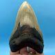 5.25 Megalodon Shark Tooth Collector Meg- No Restoration Or Repair