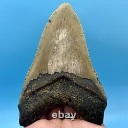 5.25 Megalodon Shark Tooth Collector Meg- No Restoration or Repair